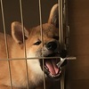 この犬コロ、凶暴につき！！