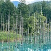 【北海道・美瑛】人気の定番観光スポット！神秘的な「白金 青い池」へ♪