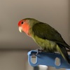 空気読むインコ♪