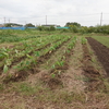 20/10/13　恩田川の畑　石川早生（里芋）　大根