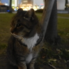 1月前半の #ねこ #cat #猫 その3