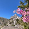 アケボノツツジ満開！晴天＆絶景！！九州最難関の大崩山へ