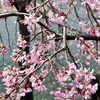 【2024京都桜🌸開花情報🐾】京都はどうなってる？今年の桜🌸を現場から📣京都御所・本満寺・鴨川