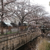 高畑公園の桜　2020.3.29