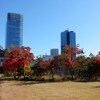 「増上寺」横の「芝公園」で紅葉見物！！（２）