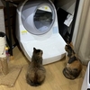 猫がいる生活　＠２８