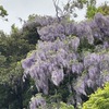 海蔵寺へ，藤で彩られた山を見ながらの散歩．今年の藤は，例年にまして沢山の花を咲かせているように思います．海蔵寺では，脇門すぐのコデマリがかなり立派です．境内の主役はツツジ．心字池では，カラーとカキツバタが咲き始めていました．脇道の木には，藤がツタをのばしでいて，薬師堂の屋根越しに見えます．海蔵寺の横のお宅のセッコク．毎年楽しませてもらっています．八幡宮まで足を伸ばしてから帰宅．回遊庭園では牡丹が見頃のはずですが，時間がないためパス．