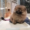 【ポメラニアン】が来た！✨「いい感じのたぬきポメ！当家のファミリアに加わる！！✨✨」第一話