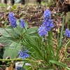 毎年花が咲く丈夫な球根植物『ムスカリ』日陰に植えた３年間の成長記録