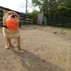 老犬ホームあん｜柴犬 カイ君！！