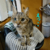 はやと&響Wお手