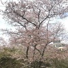広島市植物公園　お花見日和🌸