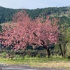 八重桜🌸