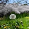 🌸春の公園をマクロレンズで撮影しました😊