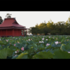 蓮の花の名所青森県平川市にある【猿賀公園】夕方の様子