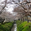 桜便り♪　ー疎水の桜ー