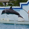 スナップ／しながわ水族館