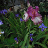 好きな花たちとの再会が楽しみ