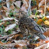 新春鳥撮り初め