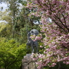 「金澤桜百景」蔵出し写真（最終回）