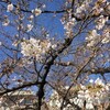 桜の開花情報＊