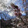 激ムズの夜桜撮影