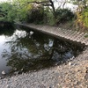 今週の釣果報告①🎣栃木県宇都宮市某池