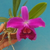 Cattleya pumila f. rubra