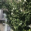 木槿