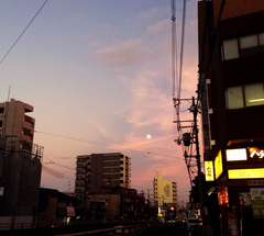 ★光る月とアイビー