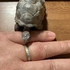 ついに･･･ついに指輪がががが！のハナシ〈mata,〉