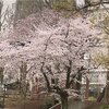 桜満開