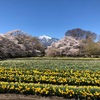 北杜市桜巡りレポート