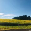 小千谷の夏！満開の山本山ひまわり畑へ！沢山ポケットパークへの行き方もチェックです♪