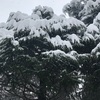 雪国の雪