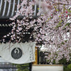 要法寺門前の枝垂れ桜・満足稲荷の桜