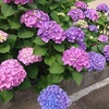 紫陽花(あじさい) 色が変わる理由 