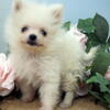 ペット子犬販売宮城/ポメラニアン・ホワイト/ペットショップ/石巻市/女川町