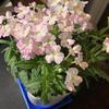 男こそ花を買うべし！ー新たな趣味の開拓