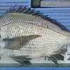 ヤッパリ・・・・・