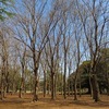 野川公園_桜もチラホラ・・（東京都三鷹市・調布市・小金井市）