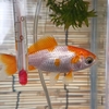 金魚水槽 水換えのタイミング