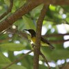 チャノドコバシタイヨウチョウ(Brown-throated Sunbird)