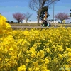 道の駅にしめ　菜の花畑　今年で見納めです（秋田県由利本荘市）