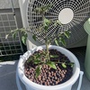 プチトマト🍅の水耕栽培1週間後は？