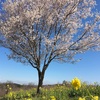 益子町 桜おすすめスポット！亀岡八幡宮 小宅古墳群 桜祭り