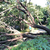 台風一過と草餅の香り　〜いつもの日はいつもの日じゃない〜