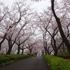 我が家近くの桜の名所「尾根緑道の桜」