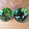 苔リウム第二弾!!