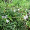 薬用植物園_2ロックガーデン（東京都小平市）